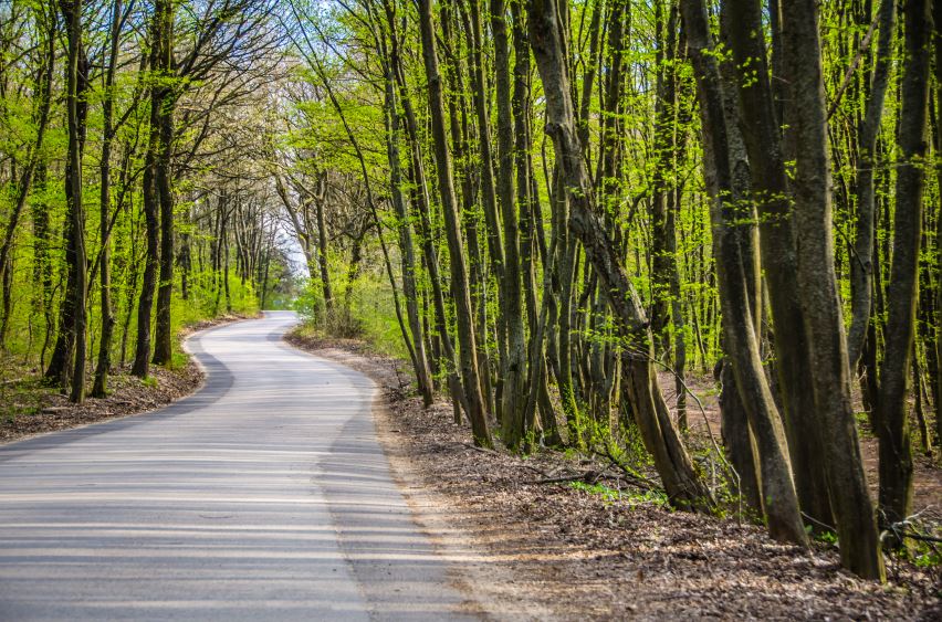 springtime road