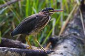 Green Heron