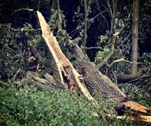 Storm damage